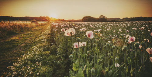 Plants growing on field against sky during sunset