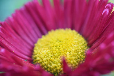 Macro shot of pink flower