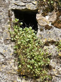 High angle view of tree