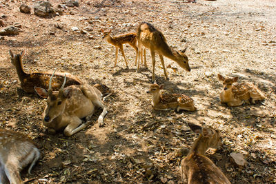 High angle view of deer on land