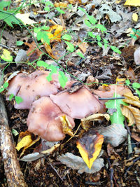 Close-up of mushrooms