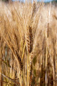 Close-up of stalks in field