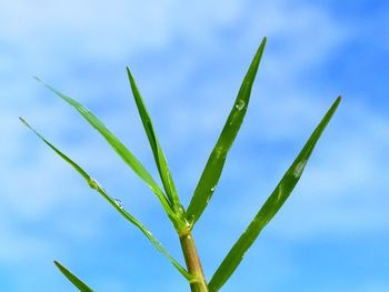 Low angle view of plant against sky