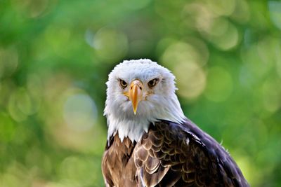 Close up of bald eagle