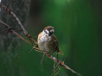 Close-up of bird perching on branch