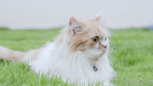 Cat looking away on field