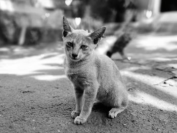 Portrait of cat sitting outdoors