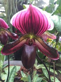 Close-up of pink flowers