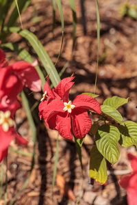 Close-up of red flowering plant