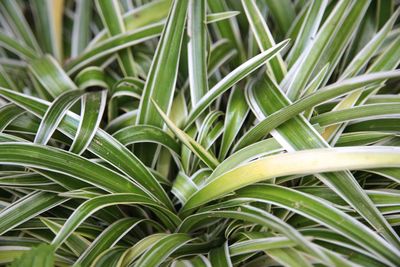 Full frame shot of plants