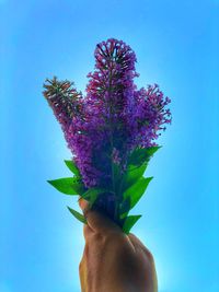 Cropped hand holding purple flowers against blue background