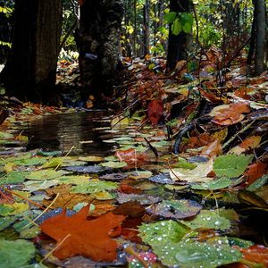 Autumn leaves in water