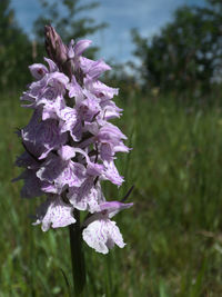 Close-up of pink flowering plant