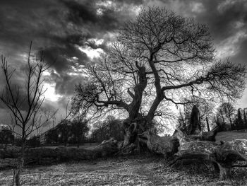 Bare trees against cloudy sky