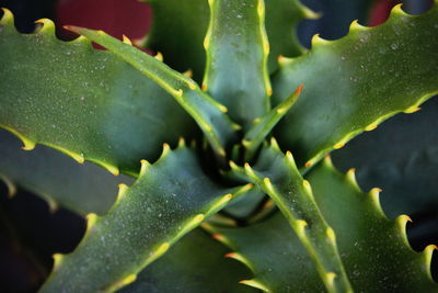 Full frame shot of aloe vera plant