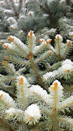 Full frame shot of pine tree