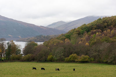 View of sheep grazing on landscape