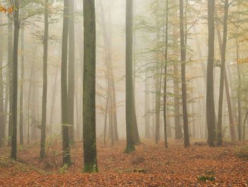 Trees in forest during autumn