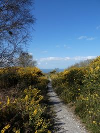 Footpath amidst trees and plants against sky