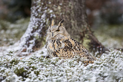 A western siberian eagle owl, bubo bubo sibiricus.