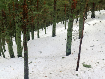 Trees growing on field during winter