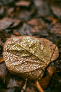 Close-up of wet leaf