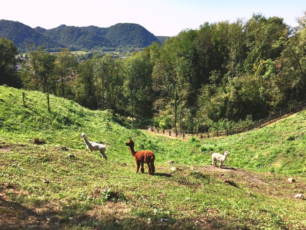 plant, mammal, tree, livestock, animal themes, animal, land, domestic animals, group of animals, vertebrate, domestic, field, pets, landscape, mountain, green color, nature, beauty in nature, grazing, environment, no people, outdoors, herbivorous