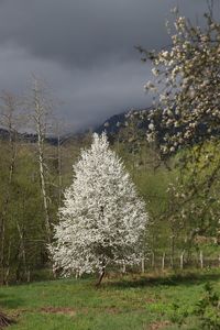 Scenic view of white flowering trees on field against sky