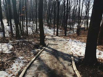 Trees in forest during winter