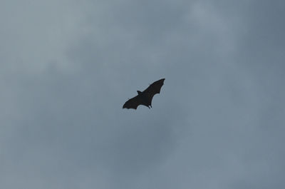 Low angle view of bird flying in sky