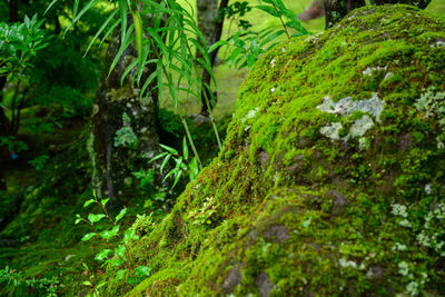 Moss growing on rocks in forest