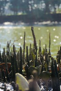Close-up of succulent plant in lake
