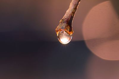 Close-up of illuminated droplet