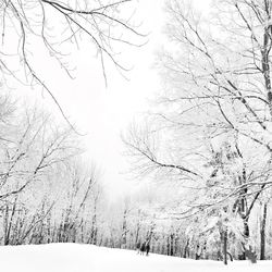 Bare trees on snow covered landscape