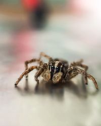 Close-up of spider