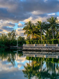 Palm trees reflecting in calm water in a canal