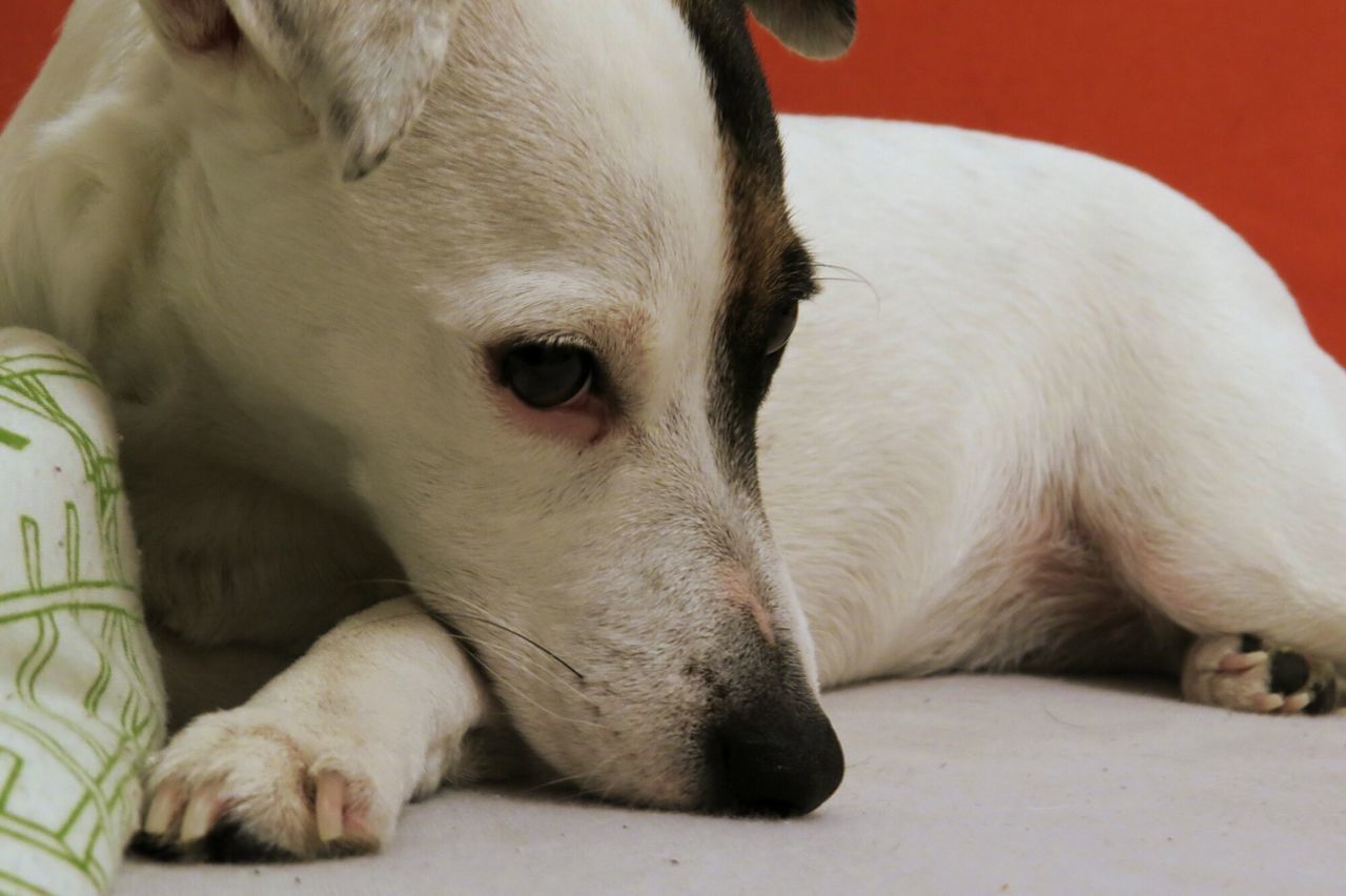 domestic animals, animal themes, pets, mammal, indoors, dog, one animal, relaxation, resting, close-up, white color, animal head, lying down, sleeping, home interior, no people, zoology, animal body part, two animals, bed