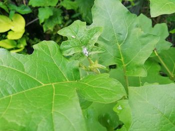 Close-up of insect on leaves