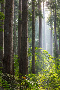 Trees in forest