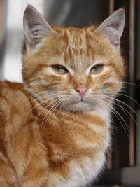 Sweet young ginger cat