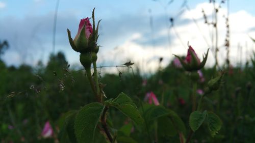 Close-up of flower buds