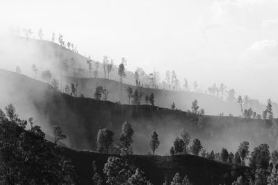 Panoramic shot of trees on land against sky