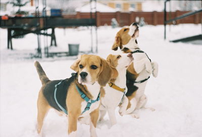 Dogs in snow