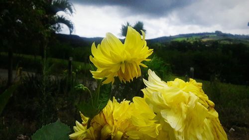 Close-up of yellow sunflower blooming on field against sky