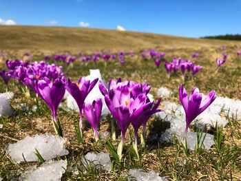 Close-up of purple crocus flowers on field