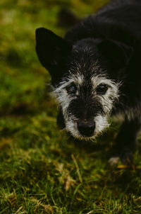 Close-up portrait of a dog on field