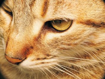 Close-up of a cat looking away