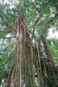 Low angle view of bamboo trees in forest