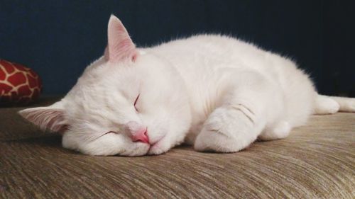 Close-up of cat sleeping