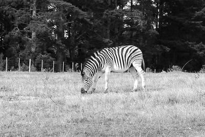 Zebra crossing in a field